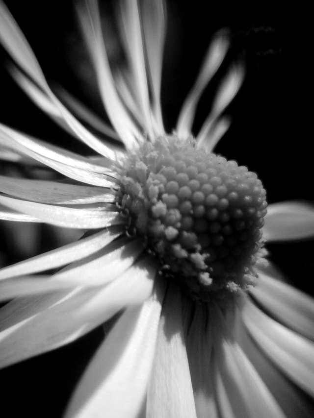 Daisy-bw.jpg